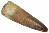 Fossil Spinosaurus Tooth - Real Dinosaur Tooth #352992-1